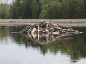 Life unfolds at the Fraser Wetland.